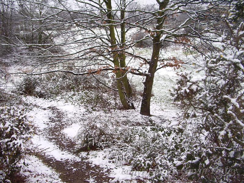 A pathway in the snow, Blackheath IMGP7557.JPG